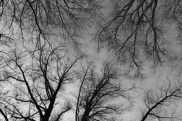Free download Trees Treetops Branches Black free photo template to be edited with GIMP online image editor