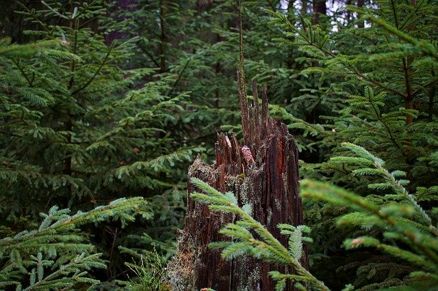 Free download Tree Stump Dead Wood Forest -  free photo or picture to be edited with GIMP online image editor