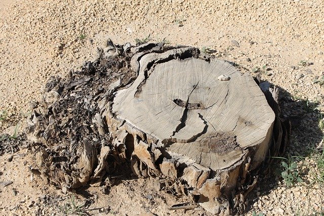Free download Tree Stump Desert Dry -  free photo or picture to be edited with GIMP online image editor