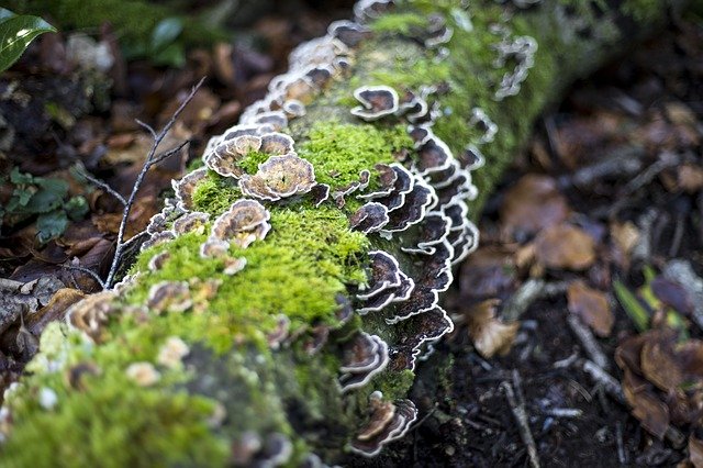Free download Tree Stump Fungus -  free photo or picture to be edited with GIMP online image editor