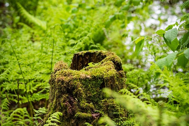 Free download Tree Stump Nature -  free photo or picture to be edited with GIMP online image editor