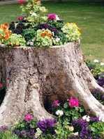 Gratis download Tree Stump Planters gratis foto of afbeelding om te bewerken met GIMP online afbeeldingseditor