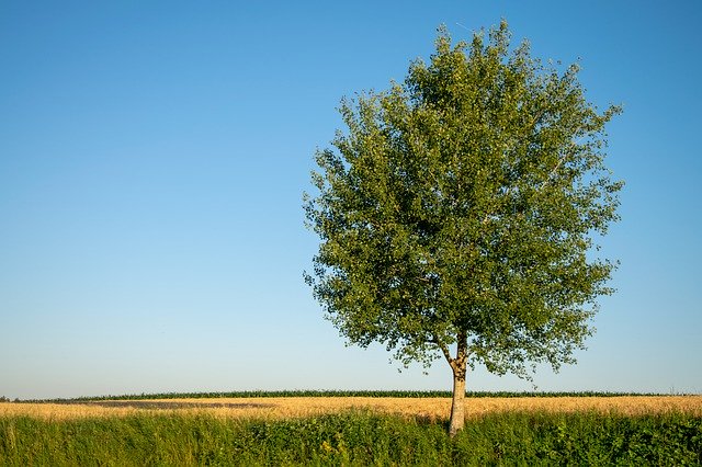 Free picture Tree Summer Hallertau Wheat -  to be edited by GIMP free image editor by OffiDocs