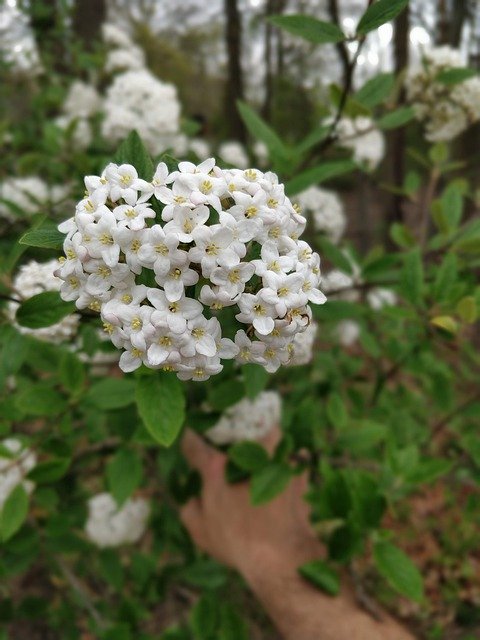 دانلود رایگان Tree Summer Plant - عکس یا تصویر رایگان برای ویرایش با ویرایشگر تصویر آنلاین GIMP