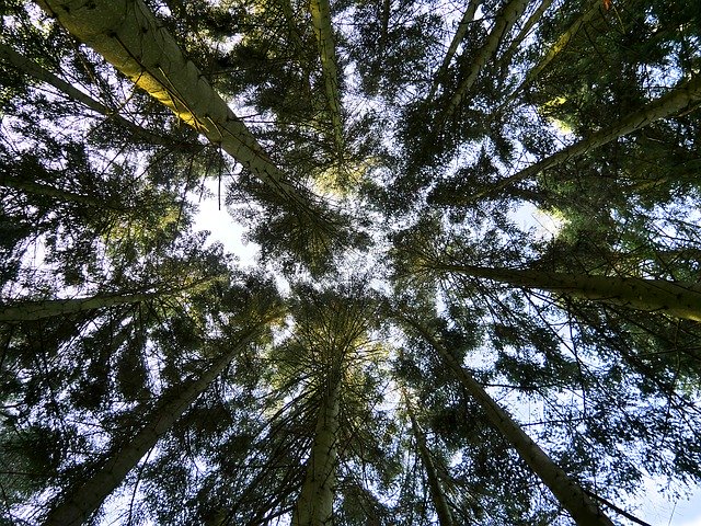 Bezpłatne pobieranie Tree Summits Nature - bezpłatne zdjęcie lub obraz do edycji za pomocą internetowego edytora obrazów GIMP