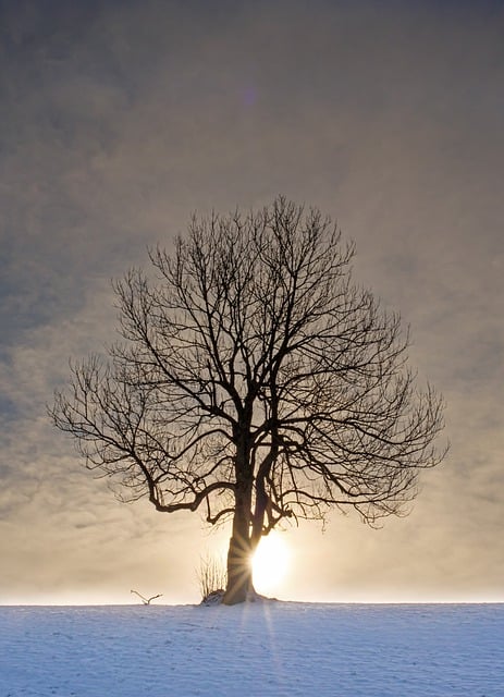 Ücretsiz indir ağaç güneş ışınları kar kış ağaç güneşi GIMP ücretsiz çevrimiçi resim düzenleyiciyle düzenlenecek ücretsiz resim