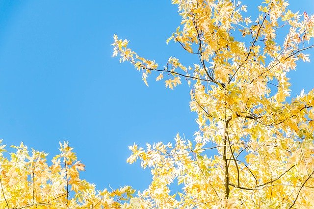 무료 다운로드 Tree Sun Blue Sky - 무료 사진 또는 GIMP 온라인 이미지 편집기로 편집할 수 있는 사진