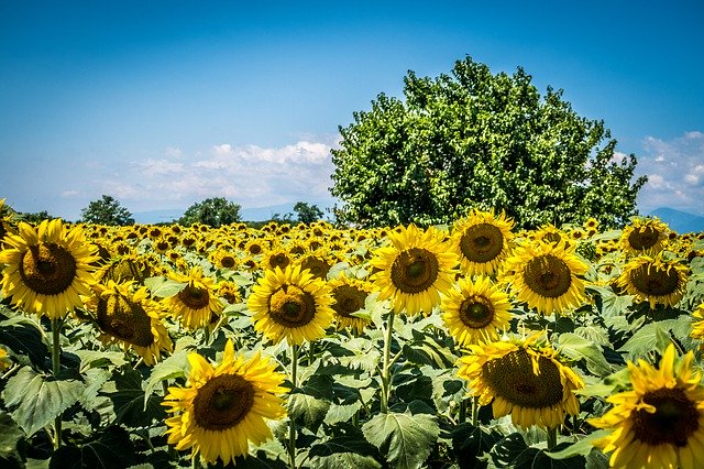 Download gratuito Tree Sunflower Summer - foto o immagine gratuita da modificare con l'editor di immagini online di GIMP