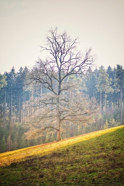 تنزيل Tree Sun Forest مجانًا - صورة مجانية أو صورة لتحريرها باستخدام محرر الصور عبر الإنترنت GIMP