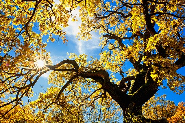 Free picture Tree Sun Golden -  to be edited by GIMP free image editor by OffiDocs