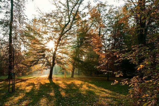 Template Photo Tree Sun Nature -  for OffiDocs