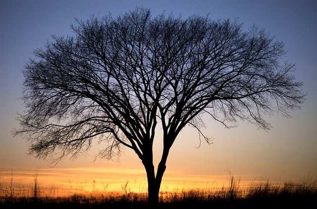 Free download tree sunset barren tree silhouette free picture to be edited with GIMP free online image editor