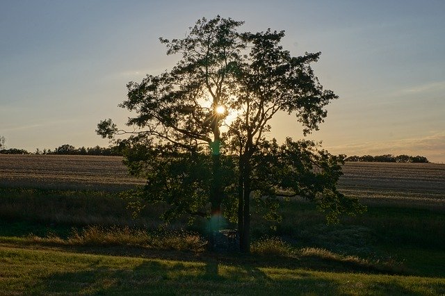 Libreng download Tree Sunset Landscape - libreng larawan o larawan na ie-edit gamit ang GIMP online na editor ng imahe