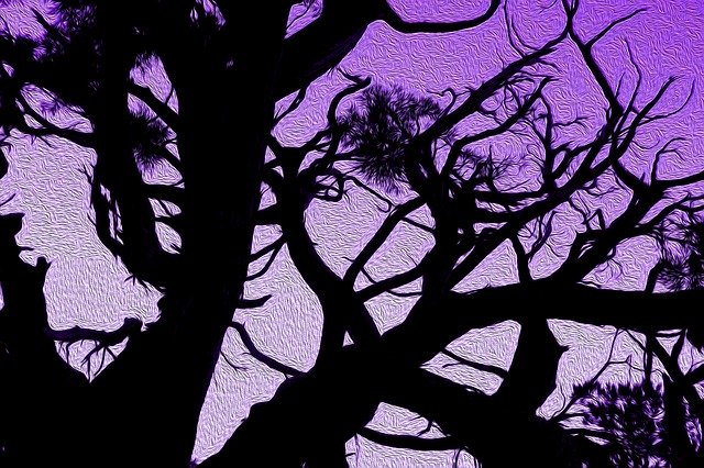 Free download Tree Sunset Silhouette -  free photo or picture to be edited with GIMP online image editor