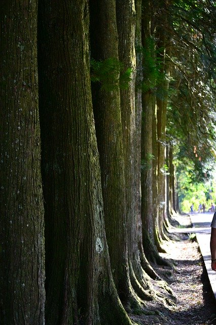 Descărcare gratuită Trees Walk Trail - fotografie sau imagini gratuite pentru a fi editate cu editorul de imagini online GIMP