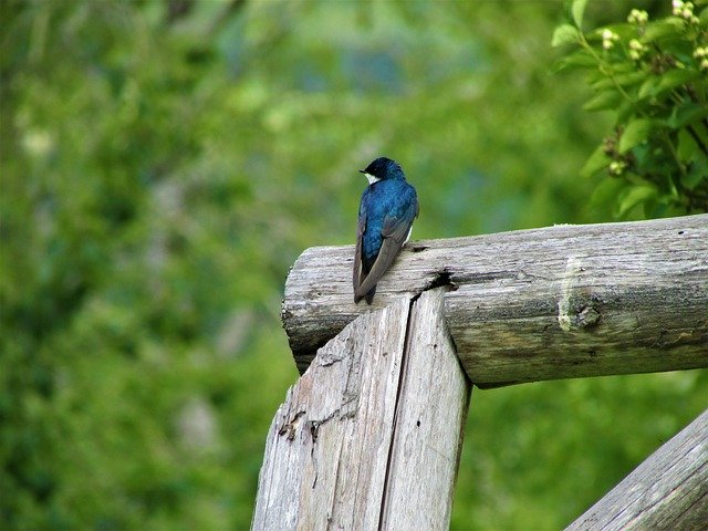 Gratis download Tree Swallow - gratis foto of afbeelding om te bewerken met GIMP online afbeeldingseditor