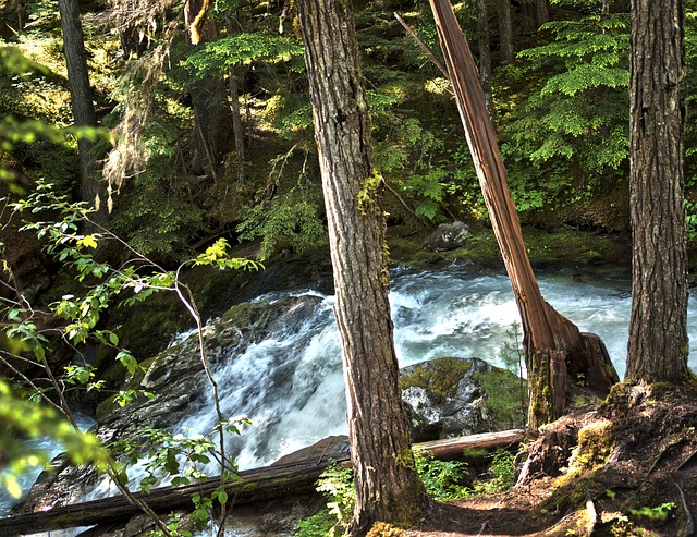 Free download trees waterfall bright forest free picture to be edited with GIMP free online image editor