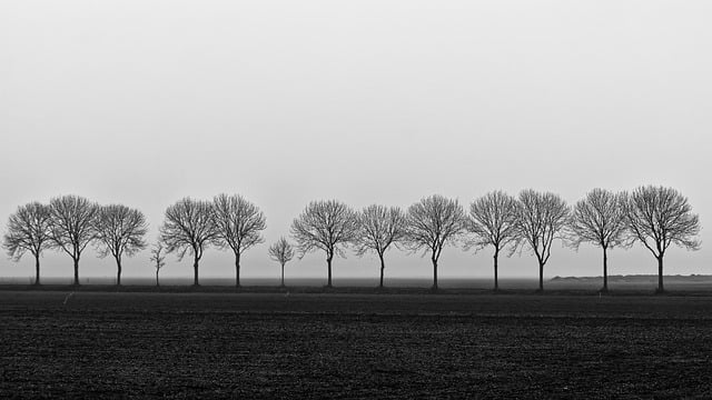 Free download trees wilderness monochrome free picture to be edited with GIMP free online image editor