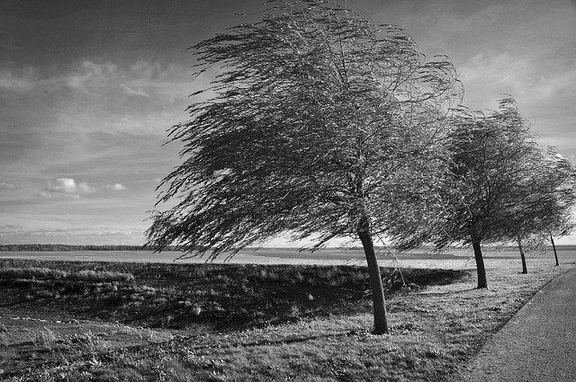 Free download Trees Wind Black And White -  free photo or picture to be edited with GIMP online image editor