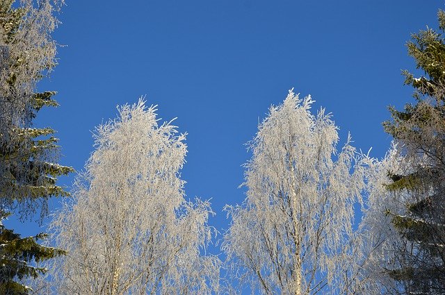 تنزيل Trees Winter مجانًا - صورة مجانية أو صورة مجانية ليتم تحريرها باستخدام محرر الصور عبر الإنترنت GIMP