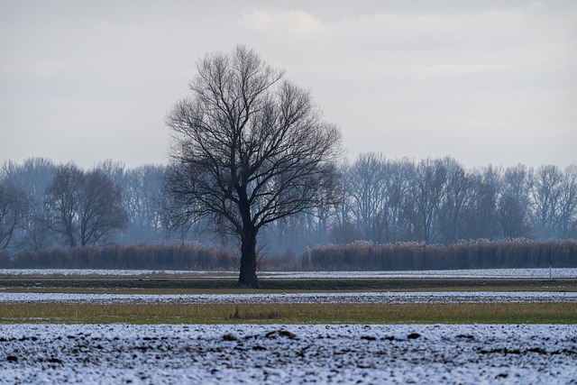 Free download trees winter landscape snow nature free picture to be edited with GIMP free online image editor