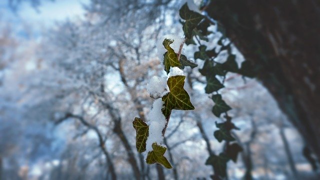 Free download Trees Winter Leaves -  free photo or picture to be edited with GIMP online image editor