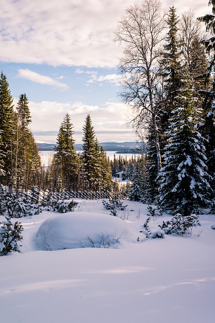 Free download trees winter snow forest climate free picture to be edited with GIMP free online image editor
