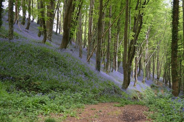 ดาวน์โหลดฟรี Trees Wood Flowers - ภาพถ่ายหรือรูปภาพฟรีที่จะแก้ไขด้วยโปรแกรมแก้ไขรูปภาพออนไลน์ GIMP