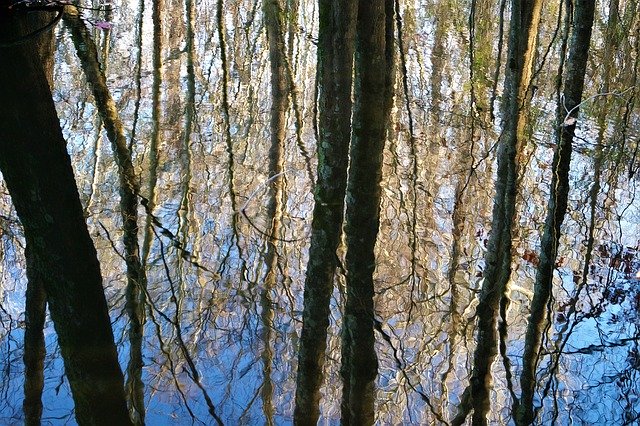 Free download Trees Woods Forest -  free photo or picture to be edited with GIMP online image editor