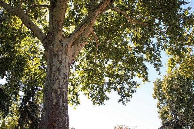 Muat turun percuma Tree Sycamore - foto atau gambar percuma untuk diedit dengan editor imej dalam talian GIMP