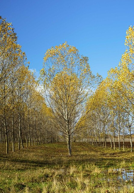 Download grátis Trees Yellow Autumn - foto ou imagem gratuita para ser editada com o editor de imagens online GIMP