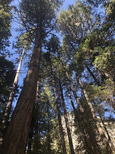 Descărcare gratuită Trees Yosemite - fotografie sau imagini gratuite pentru a fi editate cu editorul de imagini online GIMP