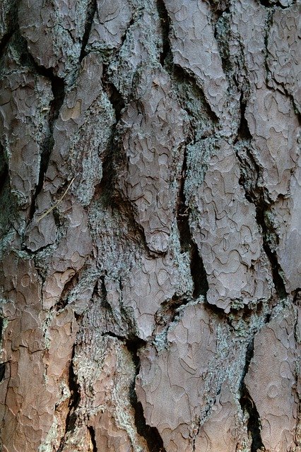 Kostenloser Download Tree Texture - kostenloses kostenloses Foto oder Bild zur Bearbeitung mit GIMP Online-Bildbearbeitung
