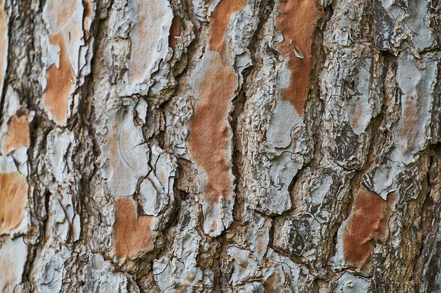Descărcare gratuită Tree Texture Macro - fotografie sau imagini gratuite pentru a fi editate cu editorul de imagini online GIMP