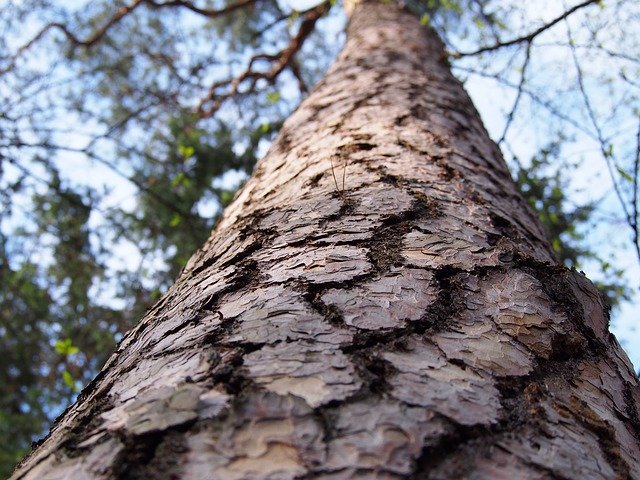 Descărcați gratuit șablonul foto gratuit Tree The Bark Forest pentru a fi editat cu editorul de imagini online GIMP