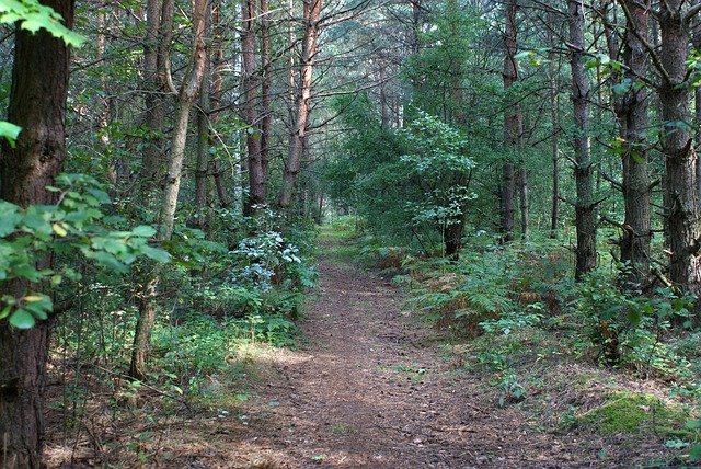 Muat turun percuma Tree The Path Forest - foto atau gambar percuma untuk diedit dengan editor imej dalam talian GIMP