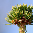 Tree Top and Leaves  screen for extension Chrome web store in OffiDocs Chromium
