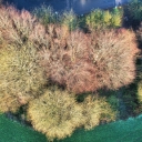 Tree tops  screen for extension Chrome web store in OffiDocs Chromium