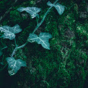 Tree tops on moss  screen for extension Chrome web store in OffiDocs Chromium