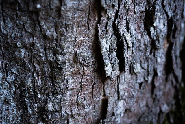 Baixe gratuitamente a imagem gratuita da natureza do tronco da árvore da casca da árvore para ser editada com o editor de imagens on-line gratuito do GIMP