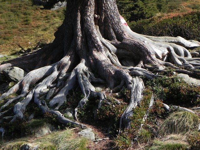 Download gratuito albero albero nell'albero natura alberi immagine gratuita da modificare con l'editor di immagini online gratuito GIMP