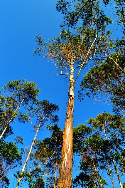 Bezpłatne pobieranie Tree Trees Flor - darmowe zdjęcie lub obraz do edycji za pomocą internetowego edytora obrazów GIMP