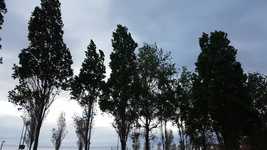 Free download Tree Trees Movement -  free video to be edited with OpenShot online video editor