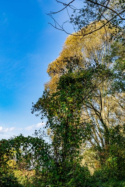Скачать бесплатно Tree Trees The Sky - бесплатное фото или изображение для редактирования с помощью онлайн-редактора изображений GIMP