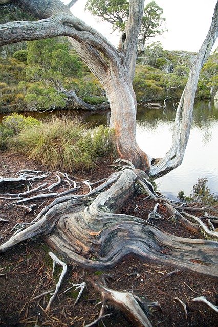 Kostenloser Download Tree Trees Water - kostenloses Foto oder Bild zur Bearbeitung mit GIMP Online-Bildbearbeitung