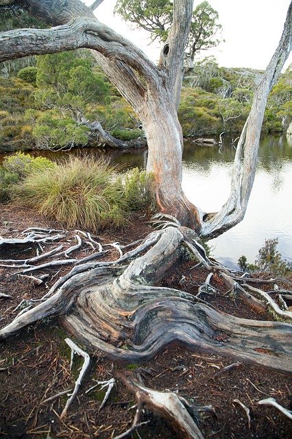 ດາວ​ໂຫຼດ​ຟຣີ Tree Trees Water - ຮູບ​ພາບ​ຟຣີ​ຫຼື​ຮູບ​ພາບ​ທີ່​ຈະ​ໄດ້​ຮັບ​ການ​ແກ້​ໄຂ​ກັບ GIMP ອອນ​ໄລ​ນ​໌​ບັນ​ນາ​ທິ​ການ​ຮູບ​ພາບ​