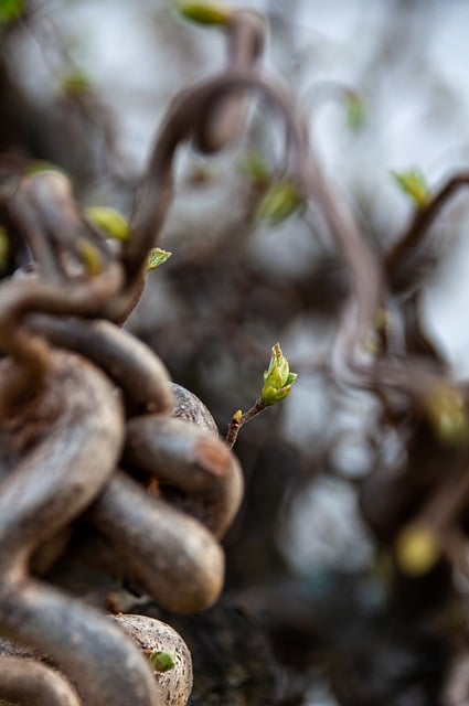 Free download tree tree trunk sprout plant free picture to be edited with GIMP free online image editor