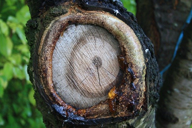 Free download Tree Tribe Knothole -  free photo or picture to be edited with GIMP online image editor