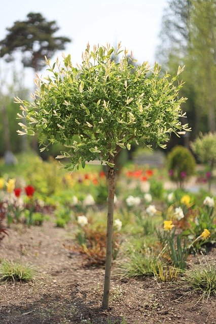 הורדה חינם של Tree Trimming Garden תבנית תמונה בחינם לעריכה עם עורך התמונות המקוון GIMP