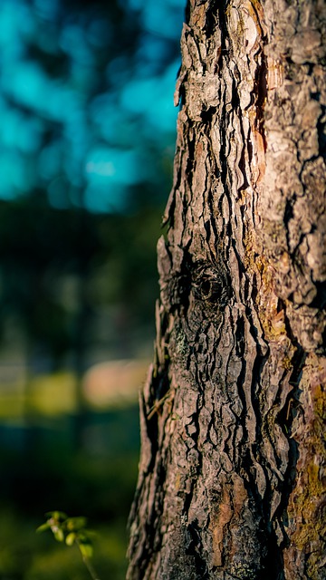Free download tree trunk bark nature free picture to be edited with GIMP free online image editor